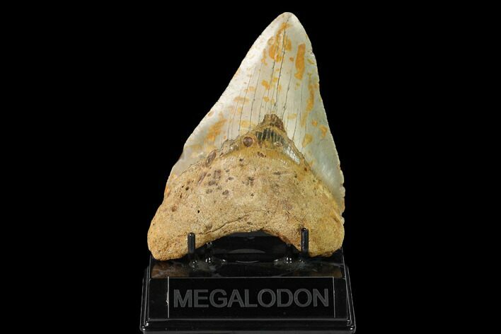 Fossil Megalodon Tooth - North Carolina #147533